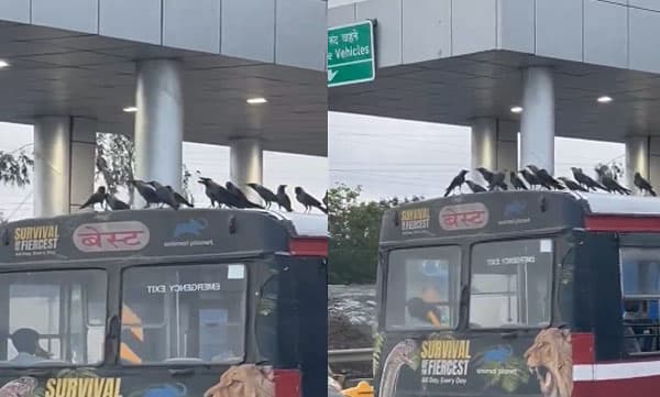 ബസിന്റെ പുറത്തിരുന്ന് ഫ്രീ സഫാരി നടത്തി കാക്കകള്‍: രസകരമായ വീഡിയോ വൈറല്‍

