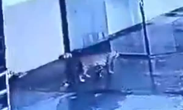 ഷോപ്പിംഗ് മാളിലൂടെ വിലസിനടക്കുന്ന പുള്ളിപ്പുലി: ഞെട്ടിക്കുന്ന സിസിടിവി ദൃശ്യങ്ങള്‍ പുറത്ത്, പരിഭ്രാന്തിയിലായി നാട്ടുകാര്‍ 
