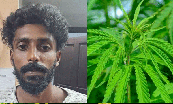 വൈക്കത്ത് വീട്ടുമുറ്റത്ത് കഞ്ചാവ് കൃഷി; യുവാവ് അറസ്റ്റിൽ
