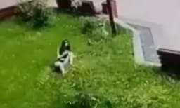 13-ാം നിലയില്‍ നിന്ന താഴെ വീണു: യുവതിക്ക് അത്ഭുത രക്ഷ, ഞെട്ടിക്കുന്ന സിസിടിവി ദൃശ്യങ്ങള്‍ പുറത്ത് 
