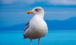 മകളുടെ ഫ്രഞ്ച് ഫ്രൈസ് തട്ടിയെടുത്തു, കടല്‍ക്കാക്കയുടെ തലയറുത്ത് യുവാവ്, പിന്നാലെ അറസ്റ്റ് 
