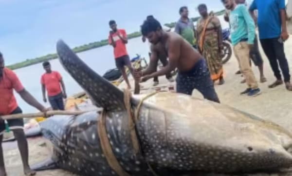 മത്സ്യത്തൊഴിലാളികളുടെ വലയില് കുടുങ്ങി 1500 കിലോ ഭാരമുള്ള രണ്ട് തിമിംഗലസ്രാവുകള്