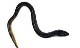 കടുത്ത വയറുവേദന: 31 കാരന്റെ വയറ്റില്‍ നിന്ന് കണ്ടെടുത്തത് ജീവനുള്ള മത്സ്യത്തെ 