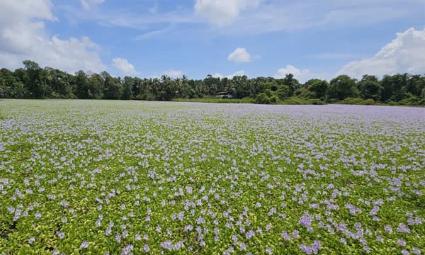 നോക്കെത്താ ദൂരത്ത് പൂത്തുലഞ്ഞു നില്‍ക്കുന്ന കാക്കപ്പോളകള്‍ ; ഒപ്പിയെടുക്കാന്‍ ക്യാമറക്കണ്ണുകളുടെ തിരക്ക്, സഞ്ചാരികളുടെ കണ്ണിന് കുളിര്‍മ്മ ഏകുമ്പോള്‍, കുട്ടനാടന്‍ കര്‍ഷകന്റെ നെഞ്ചില്‍ തീ