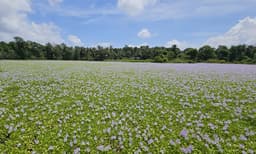 നോക്കെത്താ ദൂരത്ത് പൂത്തുലഞ്ഞു നില്‍ക്കുന്ന കാക്കപ്പോളകള്‍ ; ഒപ്പിയെടുക്കാന്‍ ക്യാമറക്കണ്ണുകളുടെ തിരക്ക്, സഞ്ചാരികളുടെ കണ്ണിന് കുളിര്‍മ്മ ഏകുമ്പോള്‍, കുട്ടനാടന്‍ കര്‍ഷകന്റെ നെഞ്ചില്‍ തീ