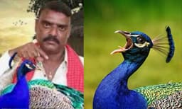 
മയിലിനെ കറിവയ്ക്കുന്ന വീഡിയോ പോസ്റ്റ് ചെയ്തു: യുട്യൂബര്‍ക്കെതിരെ കേസ് 

