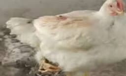 മൂന്നു കാലുള്ള കോഴി: കടയിലേക്ക് ഒഴുകിയെത്തുന്നത് നുറ് കണക്കിന് ആളുകള്‍ 
