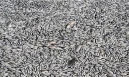 തുറമുഖത്ത് ചത്തടിഞ്ഞ് ലക്ഷകണക്കിന് മത്സ്യങ്ങള്‍: 24 മണിക്കൂറില്‍ കോരിമാറ്റിയത് 40 ടണ്‍ ചത്ത മീനുകളെ 
