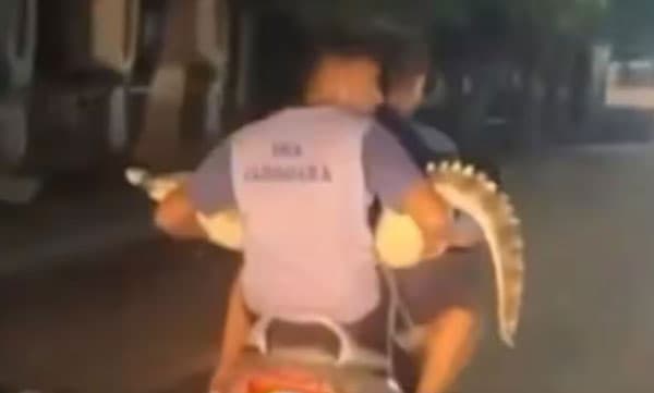 മുതലയുമായി ബൈക്കില്‍ പോകുന്ന യുവാക്കള്‍, ഗുജറാത്തില്‍ നിന്നുള്ള വീഡിയോ വൈറല്‍ 



