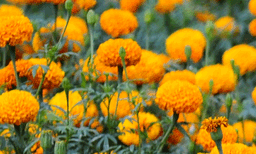 ഓണം മലയാളികളുടെ പടിവാതില്‍ക്കലെത്തുമ്പോള്‍ പൂത്തുലഞ്ഞ് തമിഴ്‌നാട്ടിലെ പൂപ്പാടങ്ങള്‍; മുല്ലപ്പൂവിന് കിലോയ്ക്ക് 1000 മുതല്‍ 1500 വരെയാണ് വില; അരളിപ്പൂവിന് 300- 350, ജമന്തിയ്ക്ക് 60 രൂപ