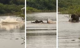 
എനിക്ക് കരയില്‍ മാത്രമല്ല ഇവിടെയും ഉണ്ട് പിടി:  വെള്ളത്തില്‍ മുതലയോട് ഏറ്റുമുട്ടി ജാഗ്വാര്‍, വീഡിയോ വൈറല്‍ 

