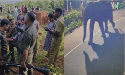 തിരുവോണ ദിനത്തില്‍ പേരാമ്പ്രകാരെ  ഭീതിയിലാഴ്ത്തി  കാട്ടാന;   ജനവാസ മേഖലയിൽ തുടരുന്നു, തുരത്താൻ തീവ്രശ്രമം