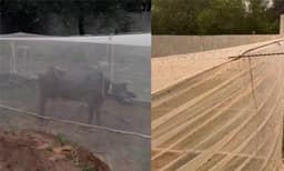 കരുതലിന്റെ കരങ്ങള്‍: കൊതുക് കടിക്കാതിരിക്കാന്‍ പോത്തുകളെ കൊതുവലയ്ക്കുള്ളിലാക്കി ഉടമ, ചിത്രങ്ങള്‍ ഏറ്റെടുത്ത് സോഷ്യല്‍ മീഡിയ


