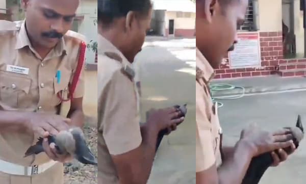 ഷോക്കടിച്ച് താഴെ വീണ കാക്കയ്ക്ക് സിപിആര്‍ നല്‍കി ജീവന്‍ രക്ഷിച്ച് അഗ്നിശമന സേനാംഗം: ഹൃദയഭേദകം ഈ കാഴ്ച 
