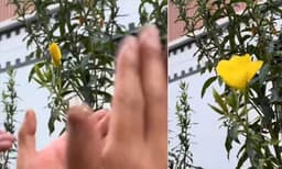 


ഇതെന്ത് മറിമായം: കൈക്കൊട്ടിയാല്‍ വിടരുന്ന പൂക്കള്‍, വീഡിയോ കണ്ട് അമ്പരന്ന് നെറ്റീസണ്‍സ് 

