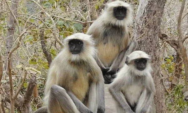 തിരുവനന്തപുരം മൃഗശാലയിൽ നിന്ന് മൂന്ന് ഹനുമാൻ കുരങ്ങുകൾ പുറത്ത് ചാടി, പിടികൂടാൻ ശ്രമവുമായി അധികൃതർ
