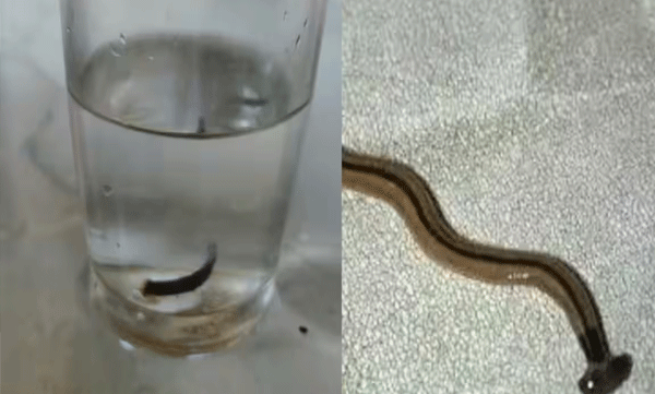 അമ്പലപ്പുഴയിൽ കുടിക്കാനെടുത്ത പൈപ്പ് വെള്ളത്തിൽ 'ചെവിപ്പാമ്പ് ; കണ്ടെത്തിയത്  ഒരിഞ്ച് നീളമുള്ള പാമ്പിനെ