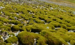 അന്റാര്‍ട്ടിക്കയും ഹരിതാഭമാകുന്നു: സസ്യജാലങ്ങള്‍ പത്ത് മടങ്ങ് വര്‍ധിച്ചെന്ന് പഠനം

