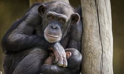 ഇത്രയ്ക്ക് വേണ്ടിയിരുന്നില്ല! ചിമ്പാന്‍സിയുടെ ഭക്ഷണം മോഷ്ടിച്ചു വിറ്റു, മൃഗശാല ജീവനക്കാരന്‍ അറസ്റ്റില്‍ 
