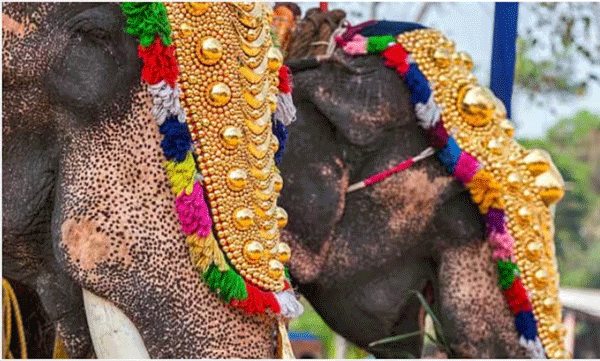  ആന എഴുന്നള്ളിപ്പിന് കർശന നിയന്ത്രണങ്ങൾക്ക് ശുപാർശ ചെയ്ത് അമിക്കസ് ക്യൂറി