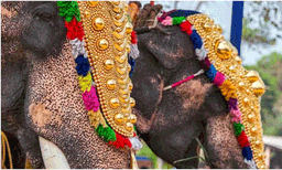  ആന എഴുന്നള്ളിപ്പിന് കർശന നിയന്ത്രണങ്ങൾക്ക് ശുപാർശ ചെയ്ത് അമിക്കസ് ക്യൂറി