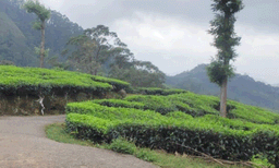 വീണ്ടും സമിതികള്‍, ഇടുക്കി ഭൂപ്രശ്‌നം അനന്തമായി നീളും ; നിയമ ഭേദഗതിയെക്കുറിച്ച് കോടതിയില്‍ പരാമര്‍ശിക്കാതെ സര്‍ക്കാര്‍
