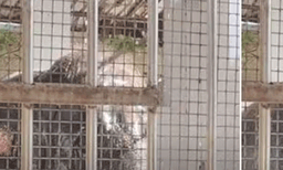 തമിഴ്നാട് തൂത്തുക്കുടിയിൽ പാപ്പാനെയടക്കം രണ്ട് പേരെ ക്ഷേത്രത്തിലെ ആന ചവിട്ടിക്കൊന്നു