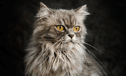 വളര്‍ത്ത് പൂച്ച മാന്തി: രക്തം വാര്‍ന്ന് ഉടമയ്ക്ക് ദാരുണാന്ത്യം, സംഭവം ഇങ്ങനെ...
