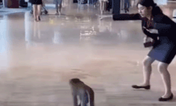 കടക്ക് പുറത്ത്: വിമാനത്താവളത്തില്‍ കയറിയ കുരങ്ങിനെ തുരത്തിയോടിക്കുന്ന സ്റ്റാഫ്, വീഡിയോ വൈറല്‍ 
