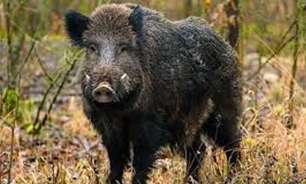 കാടിറങ്ങി നാട്ടിലേക്ക് എത്തി കാട്ടുപന്നിയും കുറുനരിയും ; കോട്ടയത്ത് മലയോര ഗ്രാമങ്ങള്‍ കടന്ന് ഇടനാട്ടിലേക്കും വന്യമൃഗങ്ങള്‍ ; പാമ്പാടി, കുറിച്ചി, മാടപ്പള്ളി, കുറകച്ചാല്‍ എന്നിവിടങ്ങളില്‍ ശല്യം