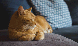 തന്നേക്കാള്‍ ഭര്‍ത്താവിന് ഇഷ്ടം പൂച്ചയെ: യുവാവിനെതിരെ പരാതിയുമായി ഭാര്യ, ഒടുവില്‍ കേസ് കോടതിയില്‍
