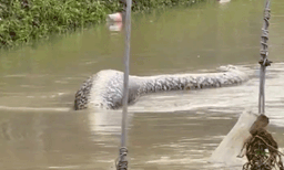 

തായ്‌ലന്‍ഡില്‍ വെള്ളപ്പൊക്കത്തില്‍ പൊങ്ങിക്കിടക്കുന്ന കൂറ്റന്‍ പെരുമ്പാമ്പ്: ഞെട്ടിക്കുന്ന ദൃശ്യങ്ങള്‍ പുറത്ത് 
