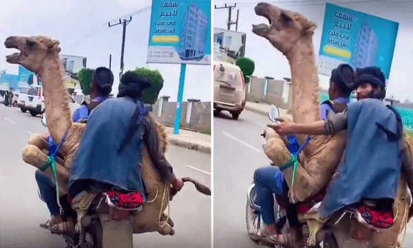 എന്തിനീ ക്രൂരത! കാലുകള്‍ മടക്കിക്കെട്ടി ഒട്ടകത്തെ ബൈക്കില്‍ കയറ്റി യുവാക്കളുടെ യാത്ര, വൈറലായി വീഡിയോ 
