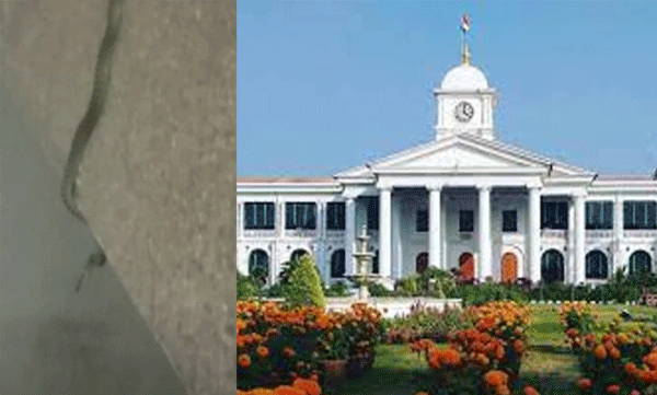 സെക്രട്ടറിയേറ്റിൽ പാമ്പ് കയറി ; വനംവകുപ്പ് ഉദ്യോഗസ്ഥർ സ്ഥലത്തെത്തി