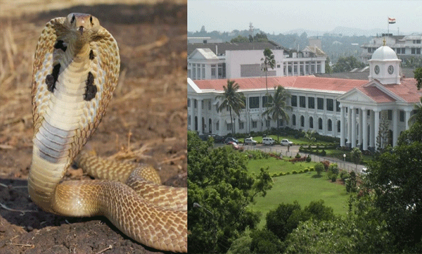 സെക്രട്ടേറിയേറ്റിൽ വീണ്ടും പാമ്പ്; ആശങ്കയിലായി ജീവനക്കാർ; വനം വകുപ്പ് ഉദ്യോഗസ്ഥരെത്തി പാമ്പിനെ പിടികൂടി