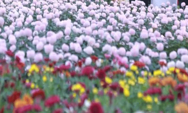 ഒടുവിൽ ഉണർന്ന് കൊച്ചി കോർപ്പറേഷൻ , അവസാനദിവസം സുരക്ഷാപ്രശ്നം!; ഫ്ലവർ ഷോ നിർത്തിവെക്കാന്‍ നോട്ടീസ്