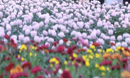 ഒടുവിൽ ഉണർന്ന് കൊച്ചി കോർപ്പറേഷൻ , അവസാനദിവസം സുരക്ഷാപ്രശ്നം!; ഫ്ലവർ ഷോ നിർത്തിവെക്കാന്‍ നോട്ടീസ്