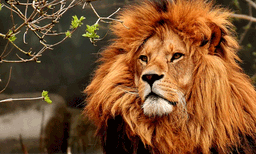 കാമുകിയെ കാണിക്കാന്‍ ക്യാമറയുമായി സിംഹക്കൂട്ടില്‍ കയറി: പിന്നാലെ മൃഗശാല സൂക്ഷിപ്പുകാരന് സംഭവിച്ചത്...


