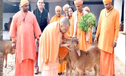 യോഗി സർക്കാരിന് കീഴിൽ യു.പിയില്‍ ഓരോ ദിവസവും 50,000 പശുക്കളെ കശാപ്പ് ചെയ്യുന്നു’; വെളിപ്പെടുത്തുലുമായി ബിജെപി എംഎല്‍എ