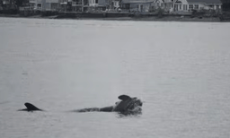 രണ്ടാമത്തെ കുഞ്ഞും നഷ്ടമായി, 136 കിലോഭാരമുള്ള കുഞ്ഞുമായി കടലിൽ അലഞ്ഞ് കൊലയാളി തിമിംഗലം