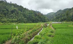 ആദിവാസി മേഖലയായ കട്ടമുടി പാടശേഖരത്ത് നാളെ കൊയ്ത്തുത്സവം നടക്കും ; നെല്ല് 'കുഞ്ചിപ്പെട്ടി അരി'യായി വിപണിയിലെത്തും