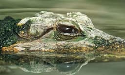 മുന്‍ നിയമസഭാംഗങ്ങളുടെ വീട്ടില്‍ ആദായ നികുതി റെയ്ഡ് ; കണ്ടെത്തിയത് മൂന്ന് മതലകളെയും കണക്കിന് സ്വര്‍ണ്ണവും കാശും