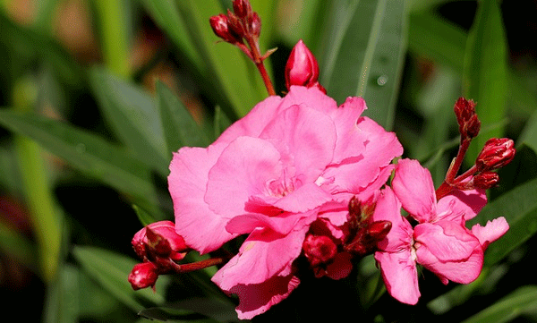 

ഉണങ്ങിയ അരളി കൊടുംവിഷം! കൂട്ടിയിട്ട് കത്തിക്കുന്നതും കമ്പോസ്റ്റ് ആക്കുന്നതും അപകടം

