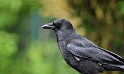 ഉദ്ഗിര്‍ പട്ടണത്തില്‍ രണ്ട് ദിവസത്തിനിടെ ചത്തൊടുങ്ങിയത് 35 കാക്കള്‍: പരിശോധനയ്ക്കയച്ചു 
