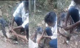 സി.പി ആർ നൽകിയിട്ടും രക്ഷിക്കാനായില്ല; കോഴിക്കോട് വടകരയിൽ ട്രാൻസ്ഫോർമറിൽ നിന്ന് ഷോക്കേറ്റ് മയിൽ ചത്തു
