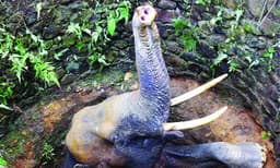 മണിക്കൂറുകള്‍ നീണ്ട അനിശ്ചിതത്വം; ഒടുവില്‍ കാട്ടാനയെ ജെസിബി ഉപയോഗിച്ച് പുറത്തെത്തിച്ചു ; വീണത് 25 അടി താഴ്ചയുള്ള കിണറ്റില്‍