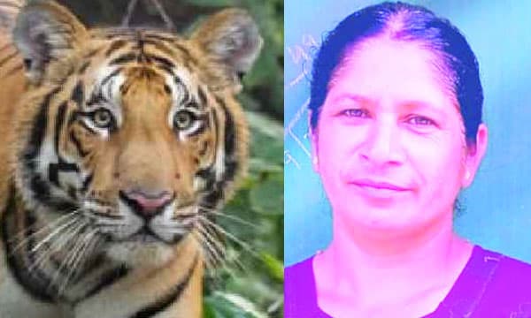 മാനന്തവാടി നഗരസഭയില് ഹര്ത്താല് ; രാധയുടെ സംസ്ക്കാരം ഇന്ന് നടക്കും ; കടുവയ്ക്ക് വേണ്ടി തെരച്ചില്