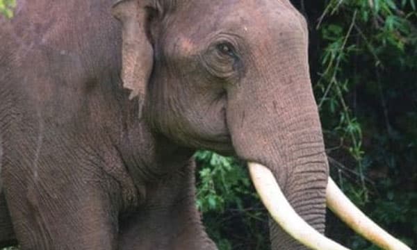 കടുവാ ആക്രമണത്തിന് പിന്നാലെ കാട്ടാന ആക്രമണം ; വാളയാറില്‍ കര്‍ഷകന് പരിക്കേറ്റു