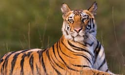 വയനാട്ടില്‍ വീട്ടും കടുവയെന്ന് റിപ്പോര്‍ട്ട് ; കുറുക്കന്‍ മൂലയില്‍ വളര്‍ത്തുനായയെ പിടികൂടി