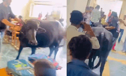 ക്ഷമിക്കണം..പുതിയ അഡ്മിഷന്‍ എടുക്കാന്‍ വന്നതാ..:   കോളെജ് ക്ലാസ്മുറിയില്‍ കയറി എരുമ, അന്തംവിട്ട് വിദ്യാര്‍ത്ഥികള്‍, വീഡിയോ വൈറല്‍ 
